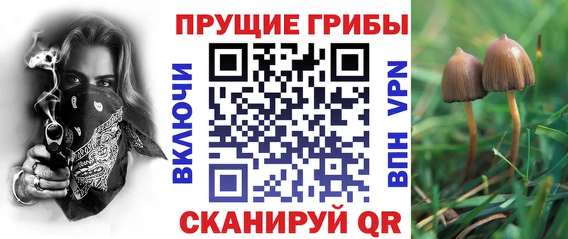 Галлюциногенные грибы Psilocybe  blacksprut сайт  Боготол  наркотики 